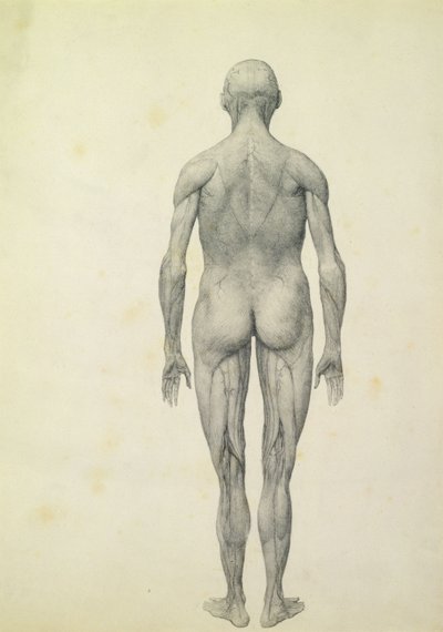 The Human Figure, Anterior View, from the Series 